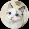 欧尾猫
